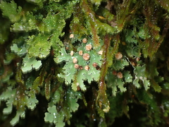 Pseudocyphellaria glabra