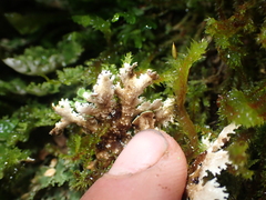 Pseudocyphellaria glabra