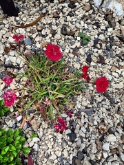 Dianthus caryophyllus