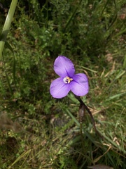 Patersonia occidentalis occidentalis