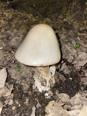 Fungi