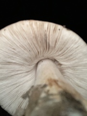 Fungi
