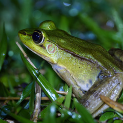Lithobates vaillanti