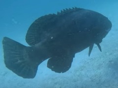 Epinephelus itajara