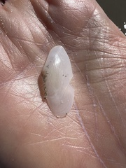 Tellinoidea