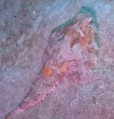 Ogcocephalus cubifrons
