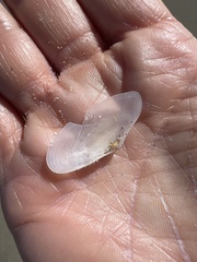 Tellinoidea