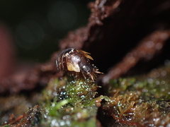 Styloniscus thomsoni