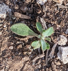 Atriplex elegans