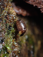 Styloniscus thomsoni