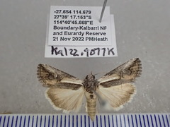 Stenoprora perspicua