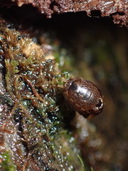 Styloniscus thomsoni