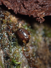 Styloniscus thomsoni