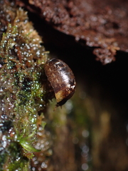 Styloniscus thomsoni