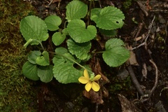 Viola reichei