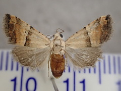 Pseudozarba orthopetes