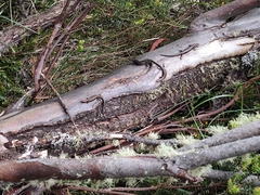 Pseudemoia entrecasteauxii