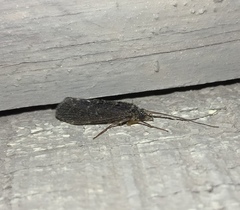 Hydrobiosidae
