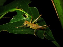 Listroscelidinae