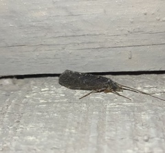 Hydrobiosidae