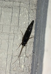 Hydrobiosidae