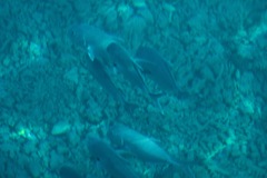 Caranx sexfasciatus