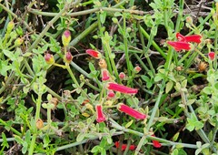 Gambelia juncea