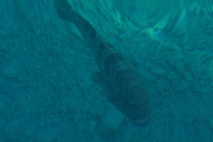 Epinephelus coioides