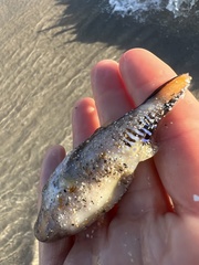 Canthigaster rostrata