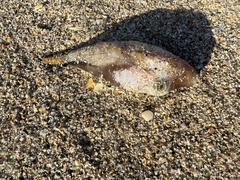 Canthigaster rostrata