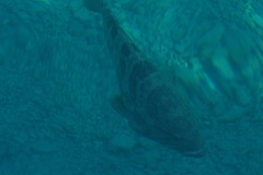 Epinephelus coioides