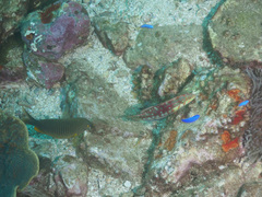 Plectroglyphidodon gascoynei