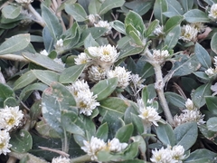 Alternanthera