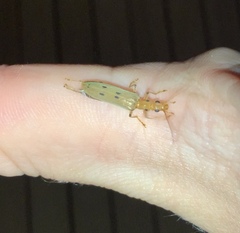 Parisopalpus nigronotatus