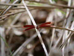 Neurothemis stigmatizans