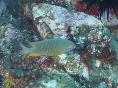 Plectroglyphidodon gascoynei