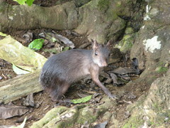 Dasyprocta fuliginosa