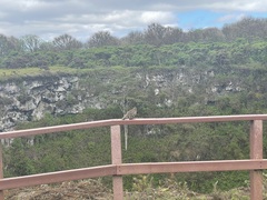 Zenaida galapagoensis