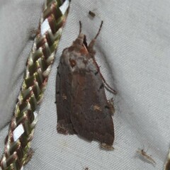 Xestia dilucida
