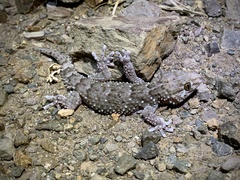Chondrodactylus bibronii