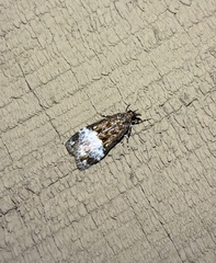 Scoparia minusculalis