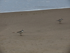 Charadrius marginatus