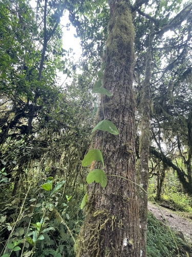 Passiflora colinvauxii (Passiflora colinvauxii)