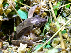 Rana longicrus