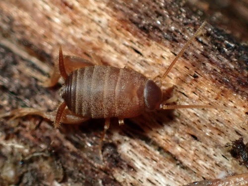 West Coast Ant Cricket photo 3
