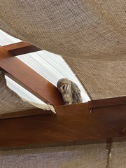 Tyto alba punctatissima