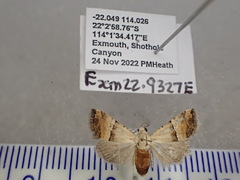 Pseudozarba orthopetes