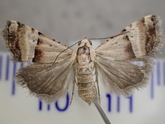 Pseudozarba orthopetes