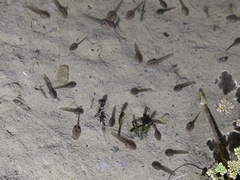 Rana longicrus
