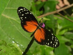 Heliconius hecale